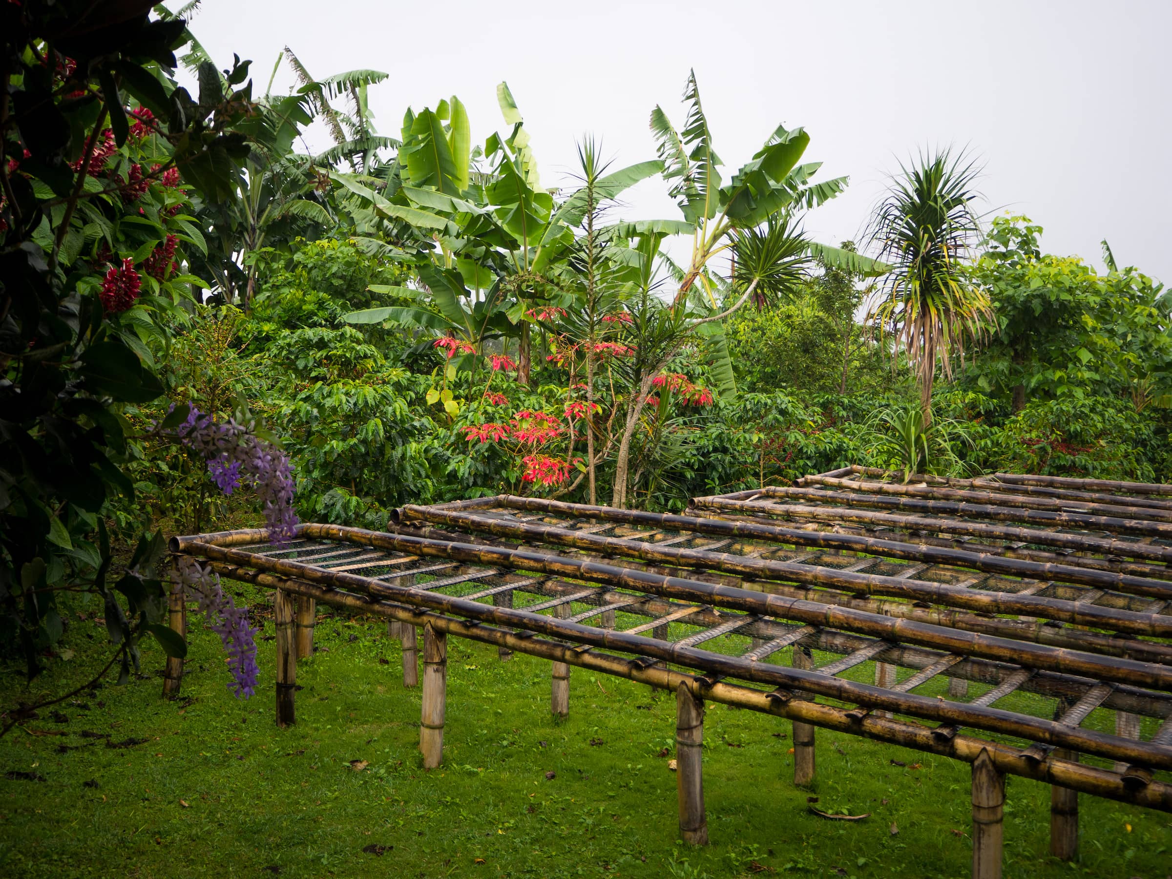 finca dos jefes boquete