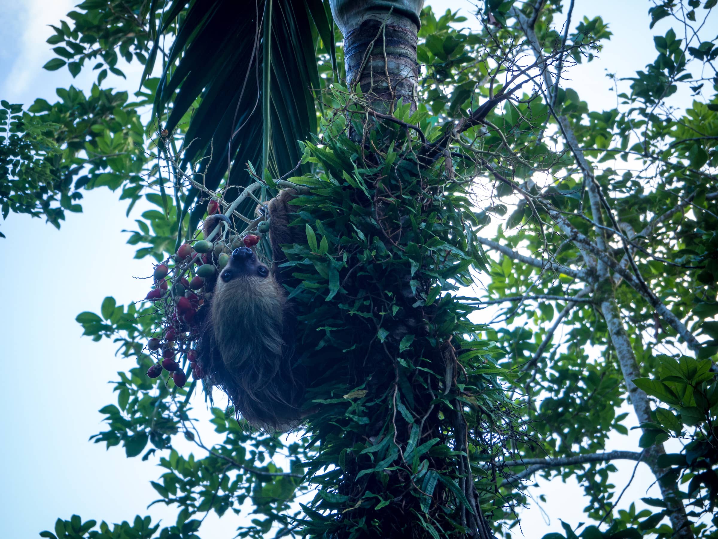 Sloth, Isla Bastimentos