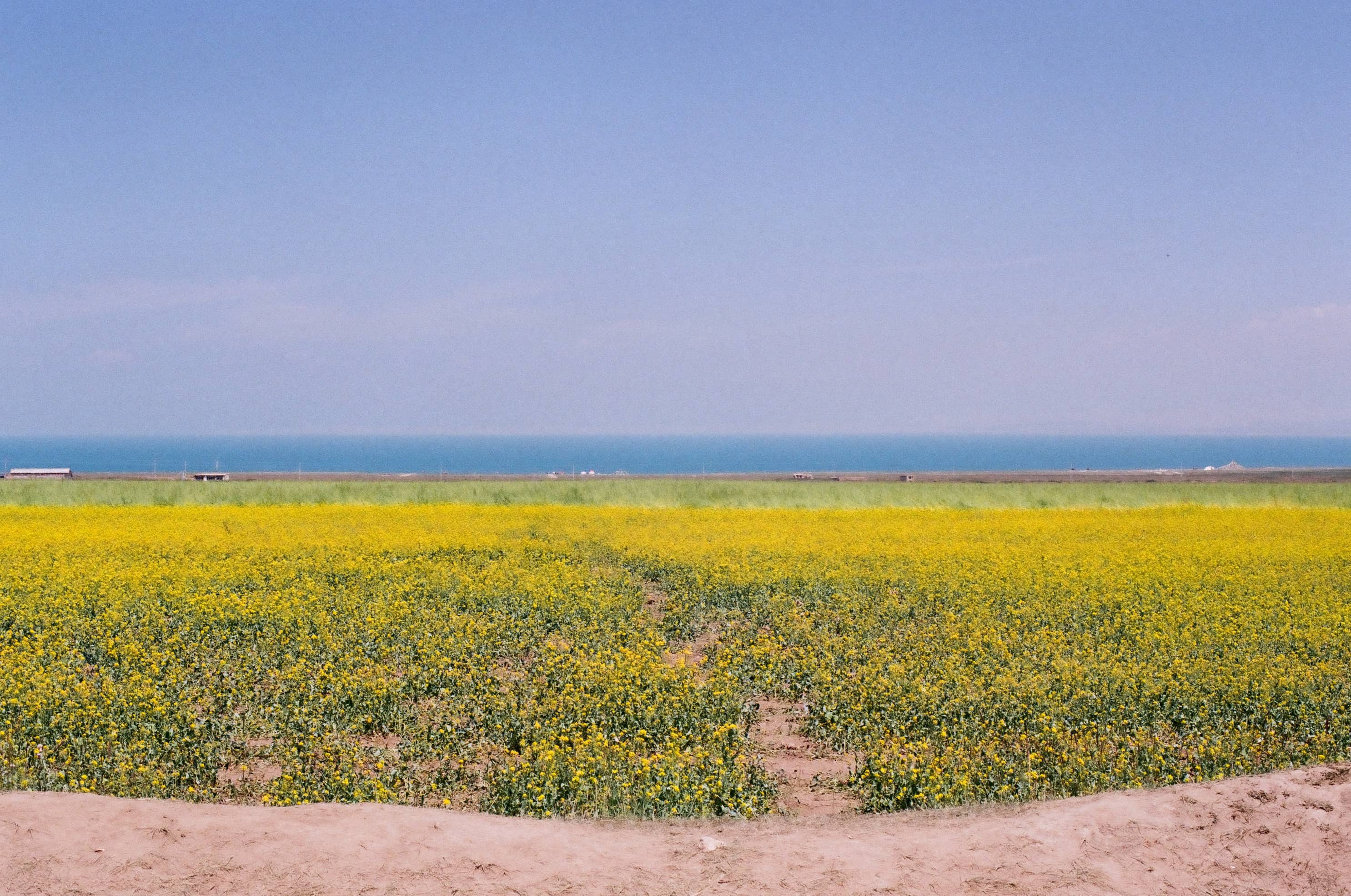 Qinghai lake