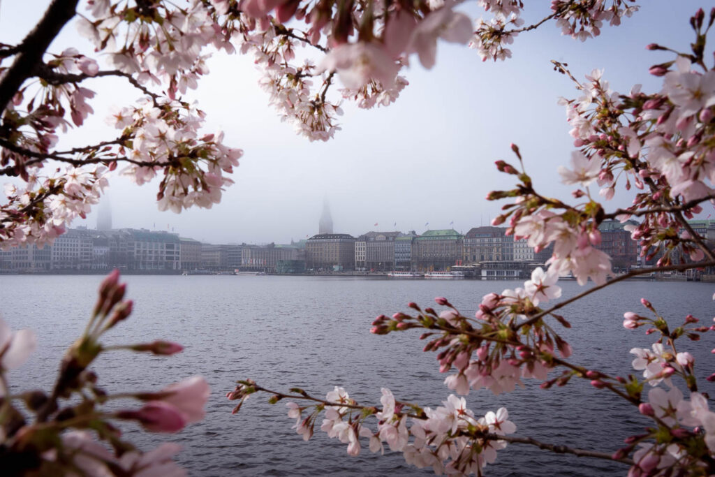 Cherry Blossom Trees along the Binnenalster in Hamburg.