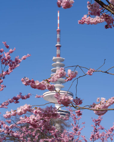 Hamburg Cherry Blossom