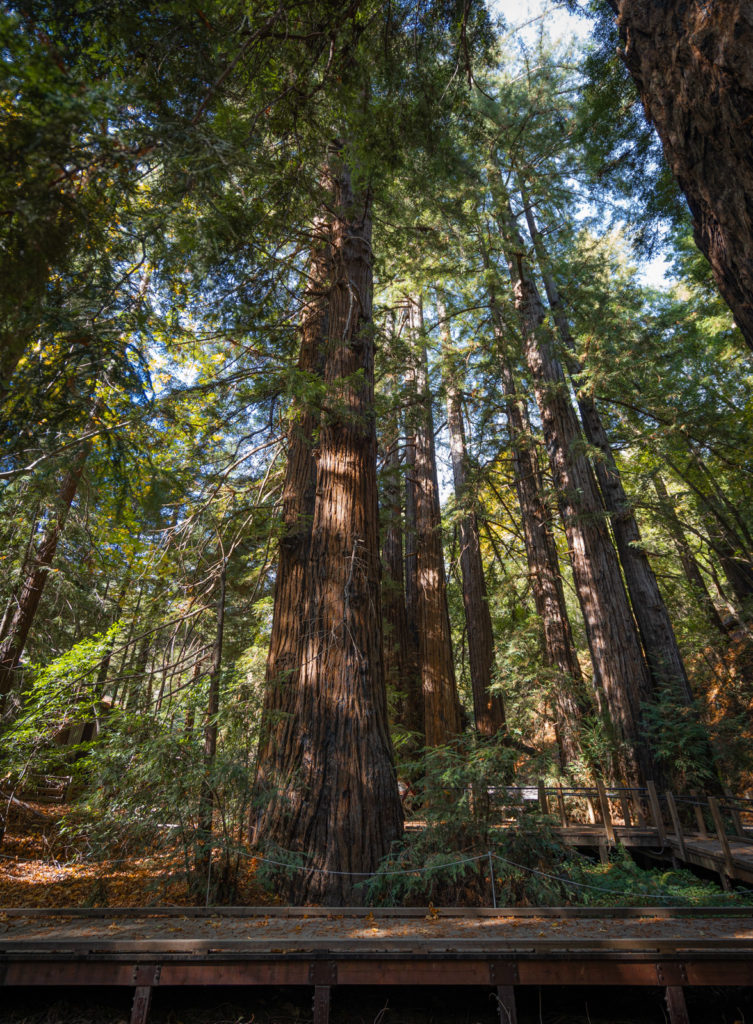 Redwood Deck