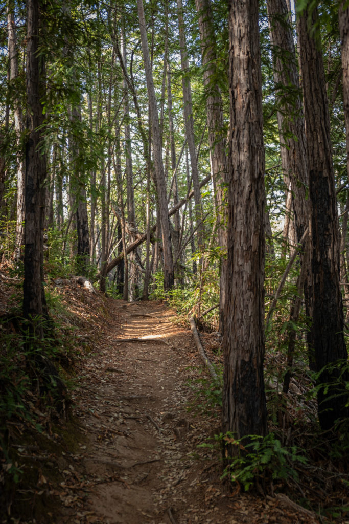 Buzzards Roost trail