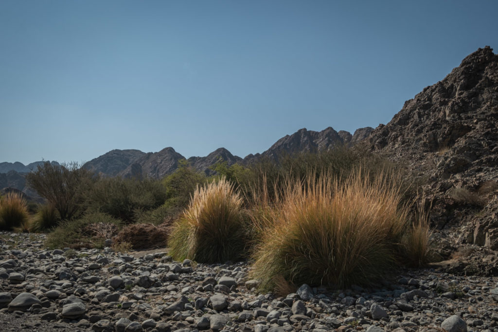 Vegetation we encountered during the trail