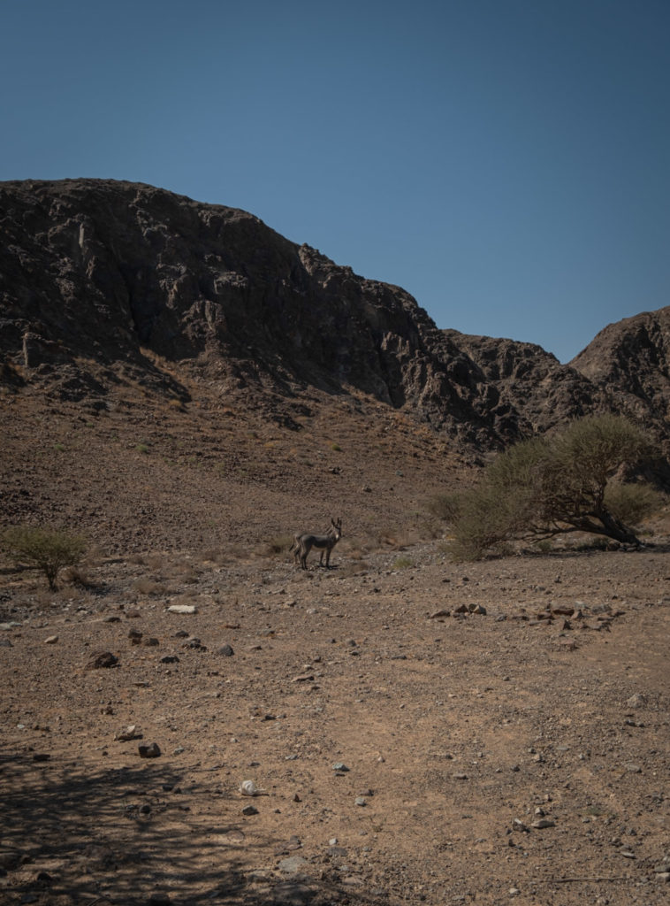 Donkeys in the mountains