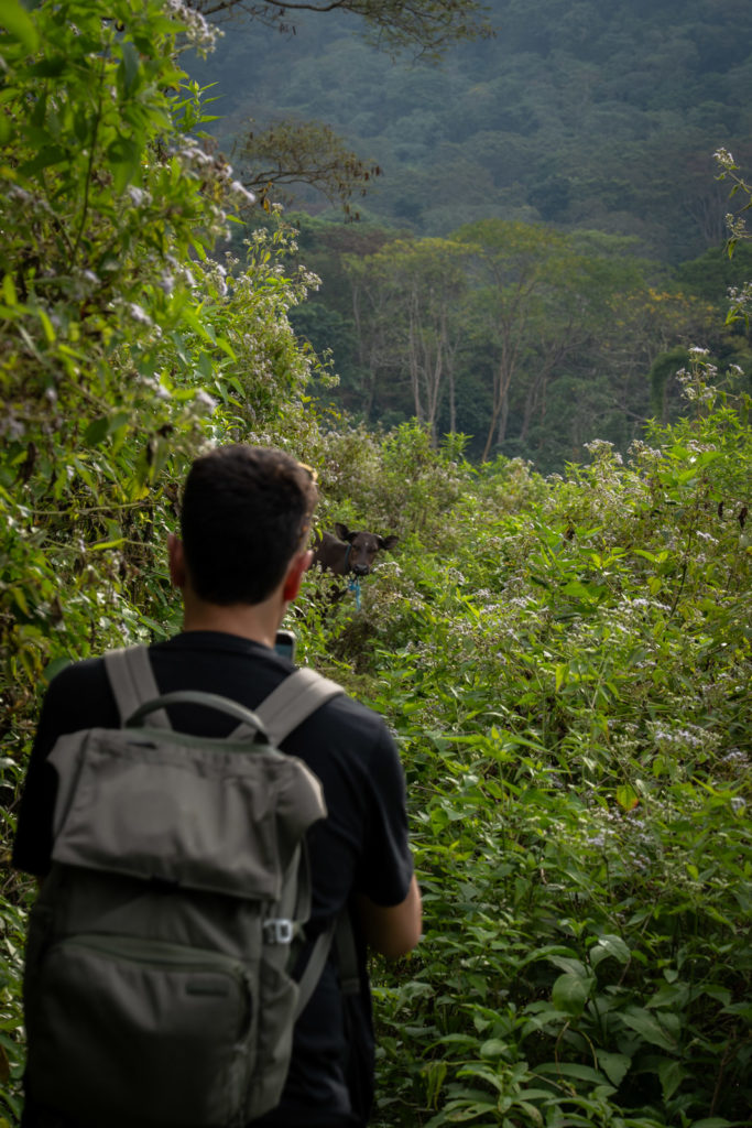 Encountering a cow on the way to Murukeba Waterfall.