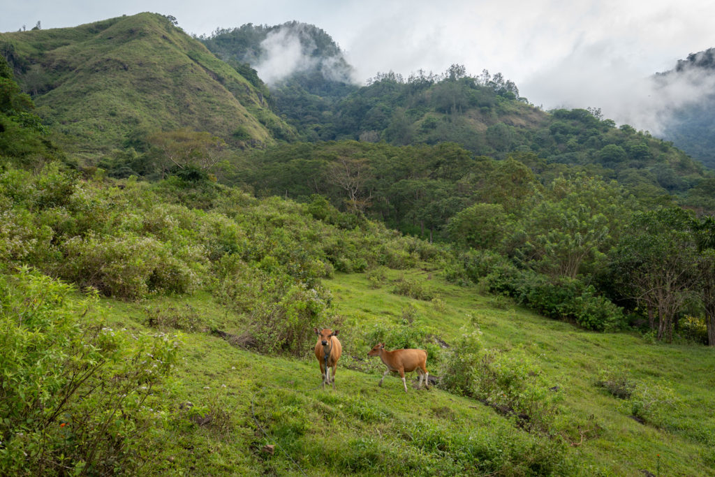 Encountering cows while hiking in Moni, Flores