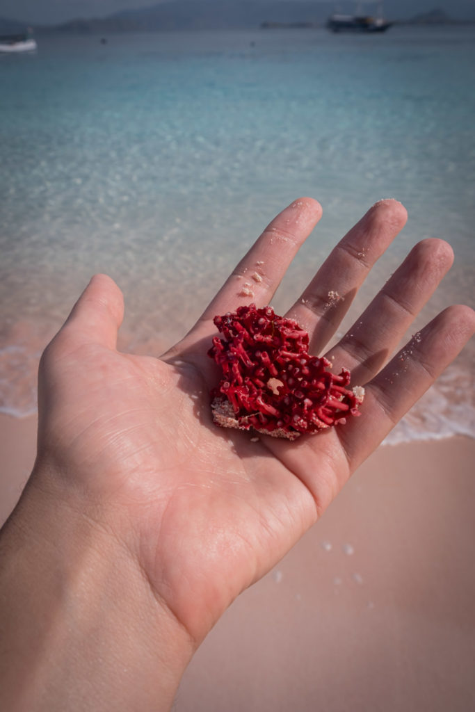 Red coral on Pink Beach.