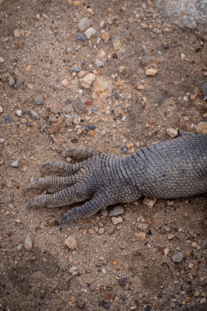 Komodo dragon paws