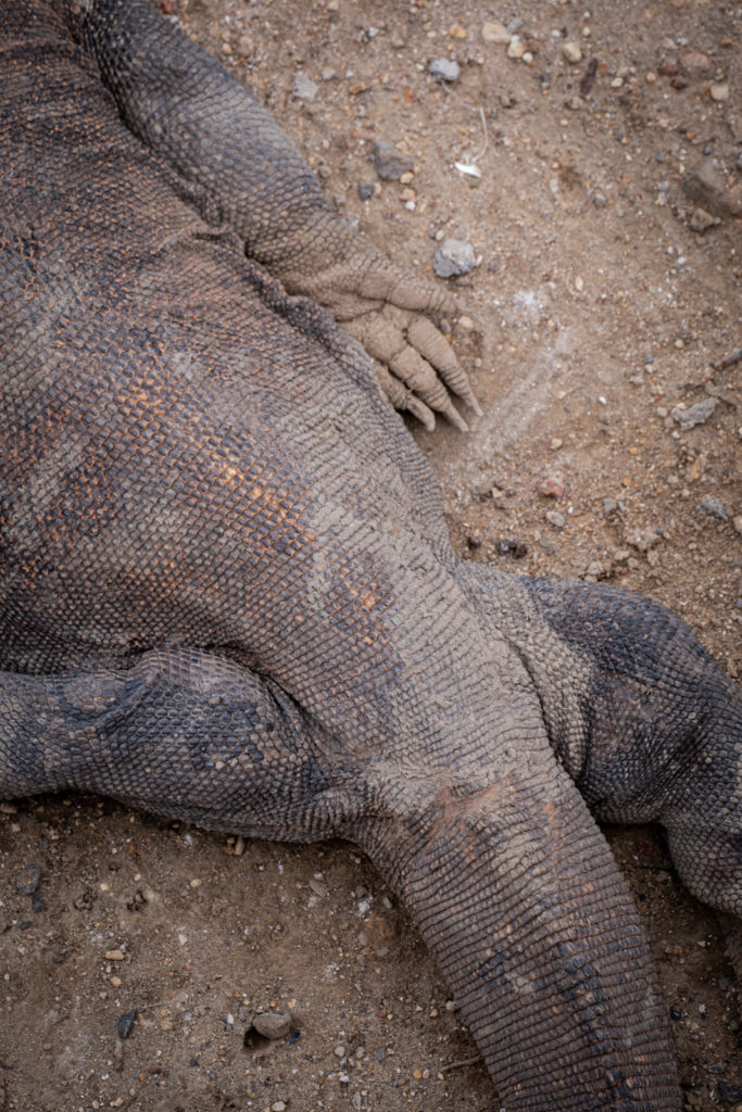 Komodo dragon body