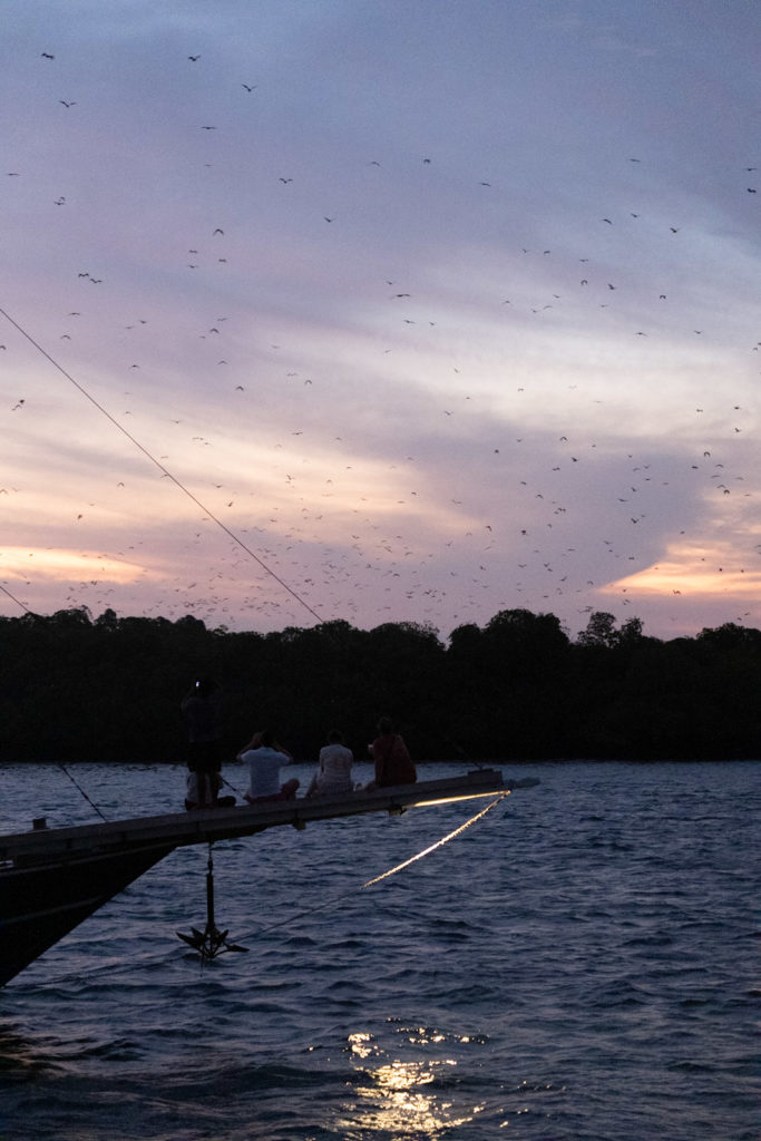 People watching the flying foxes from the boat.