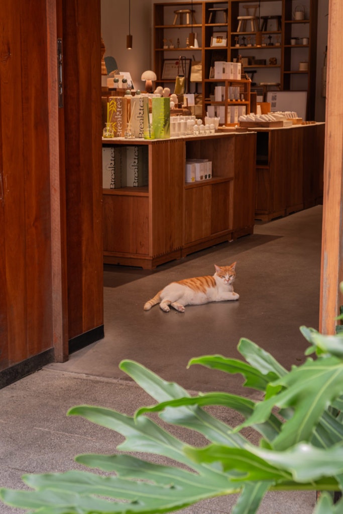 Nantou Ancient City store front with cat in the middle