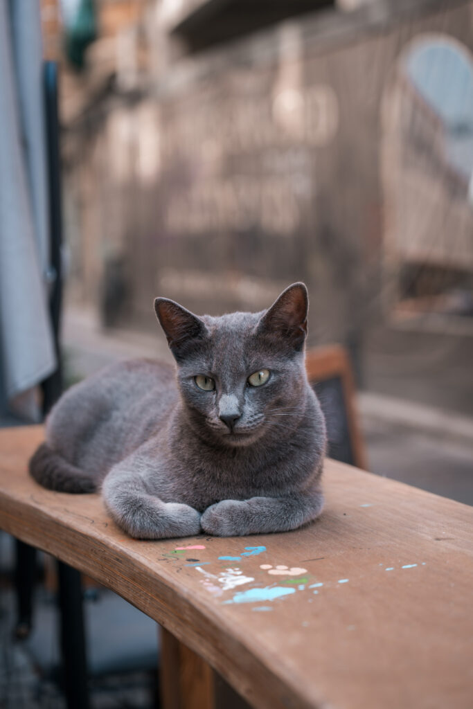 Cat on a cafe bar in Istanbul