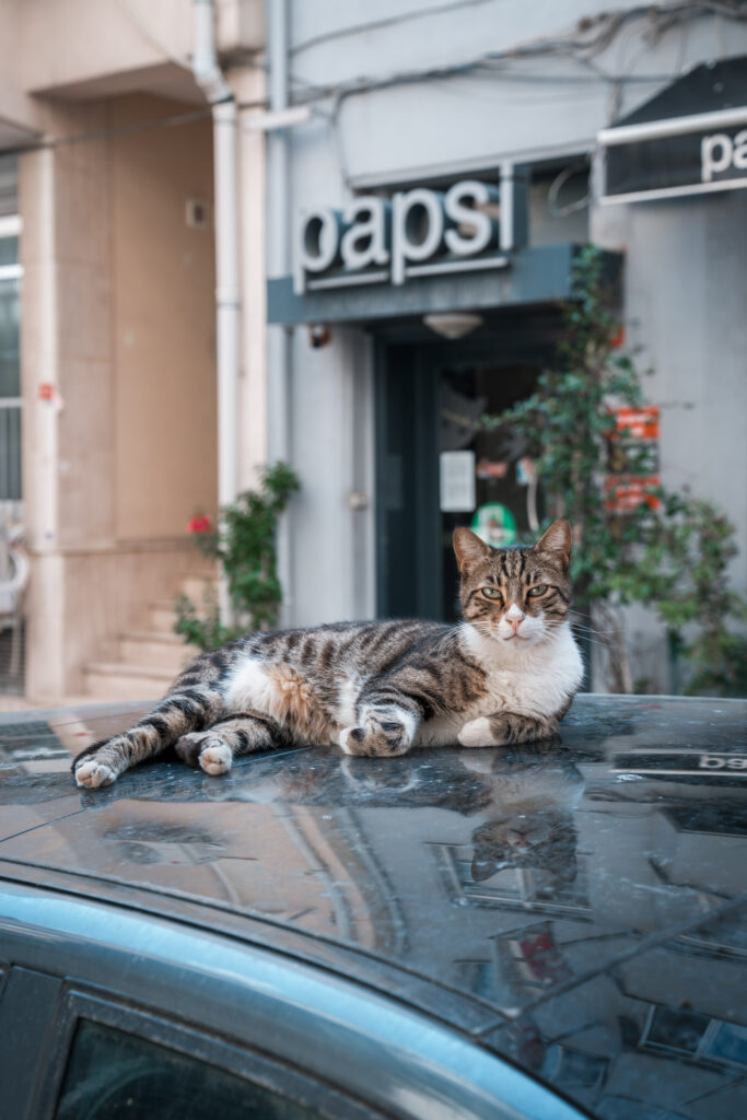 Cat laying down on top of a car in Istanbul