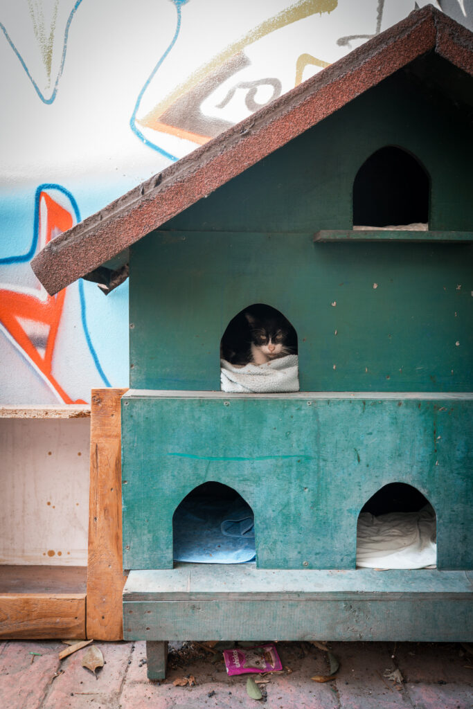 Cat house in Istanbul