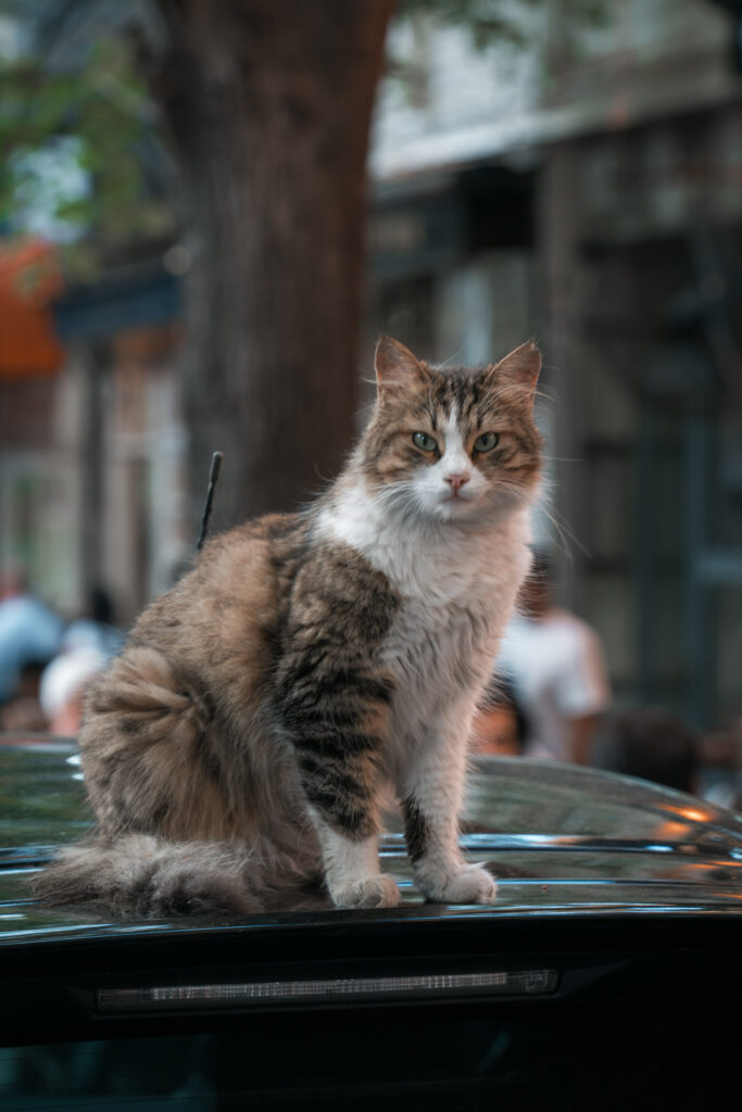 Cat on top of the car in Istanbul