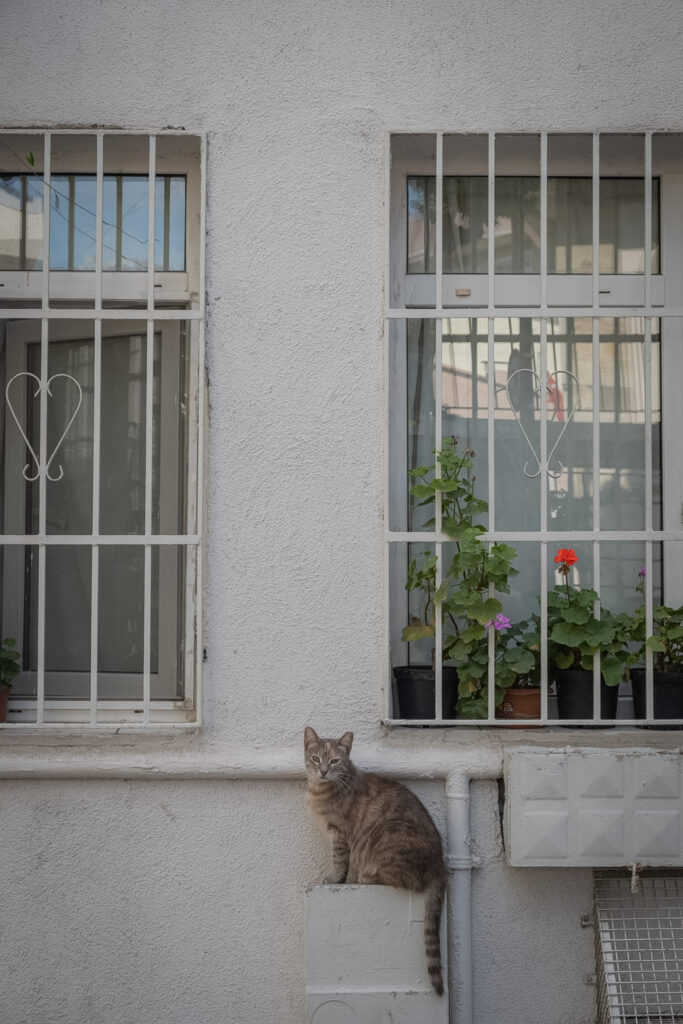 Cat posing in Istanbul