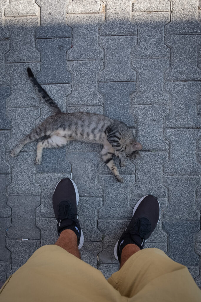 Cat enjoying life in Istanbul