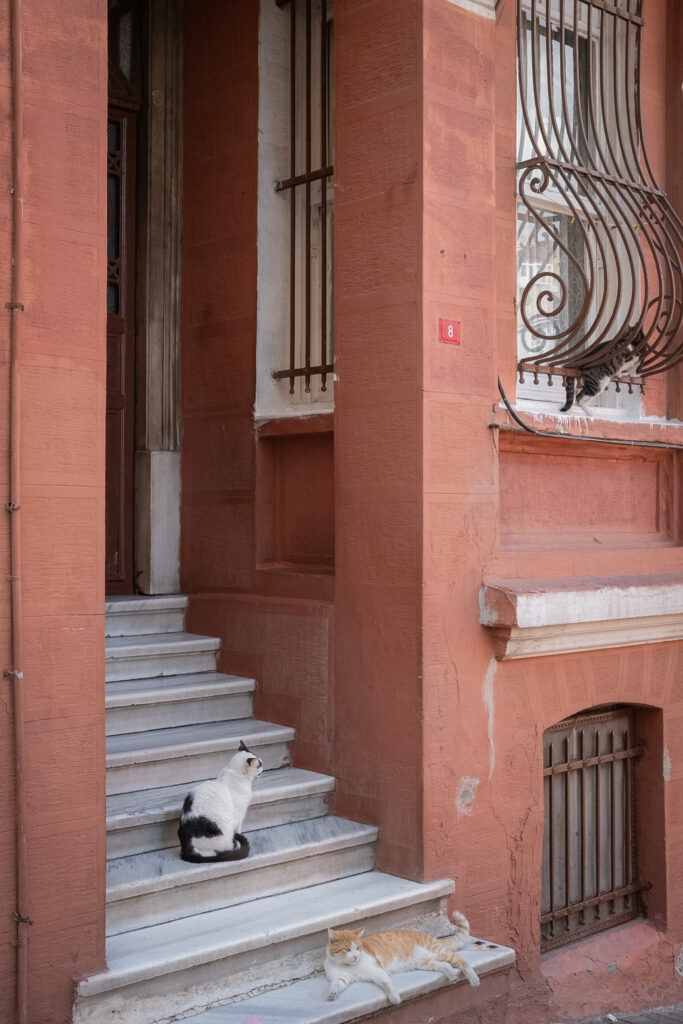 Cats posing on stairs in Istanbul