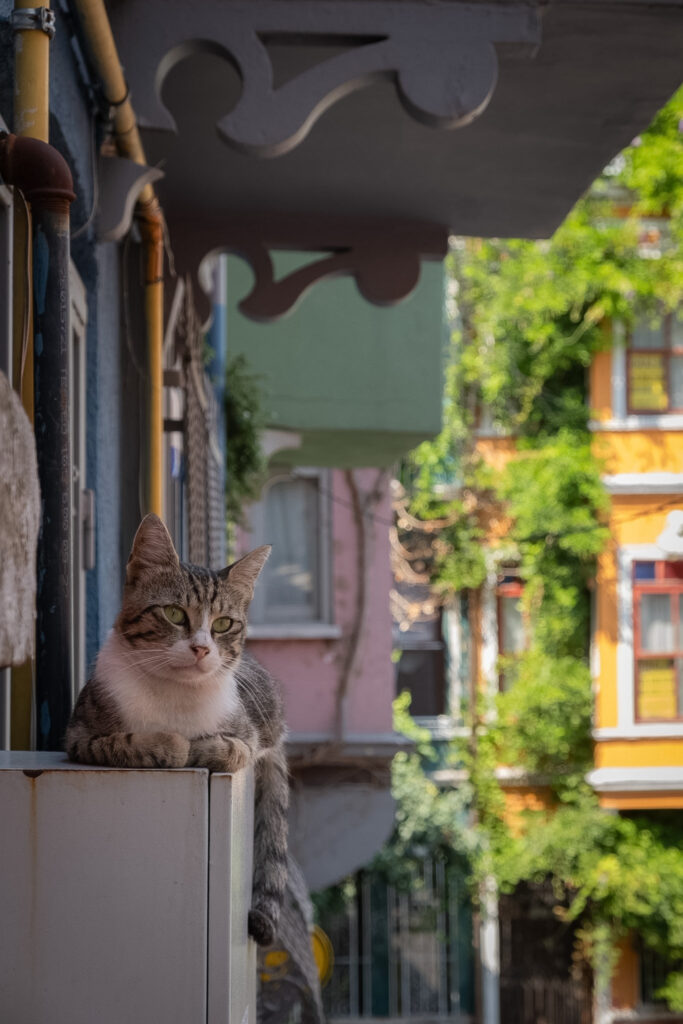 Cat admiring the view!
