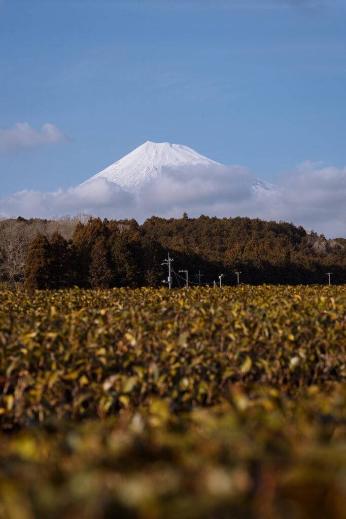 Obuchi Sasaba Tea Plantation with Mount Fuji in the background