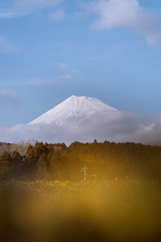 Obuchi Sasaba Tea Plantation with Mount Fuji in the background