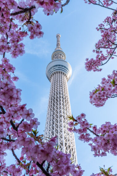 Tokyo Skytree with cherry blossom in front