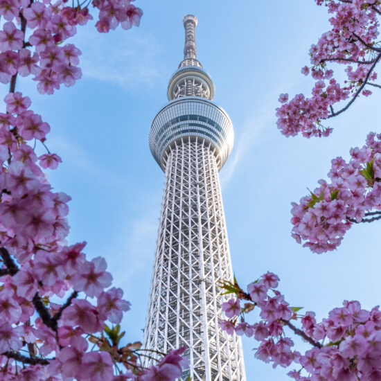 Tokyo Skytree with cherry blossom in front