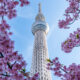Tokyo Skytree with cherry blossom in front
