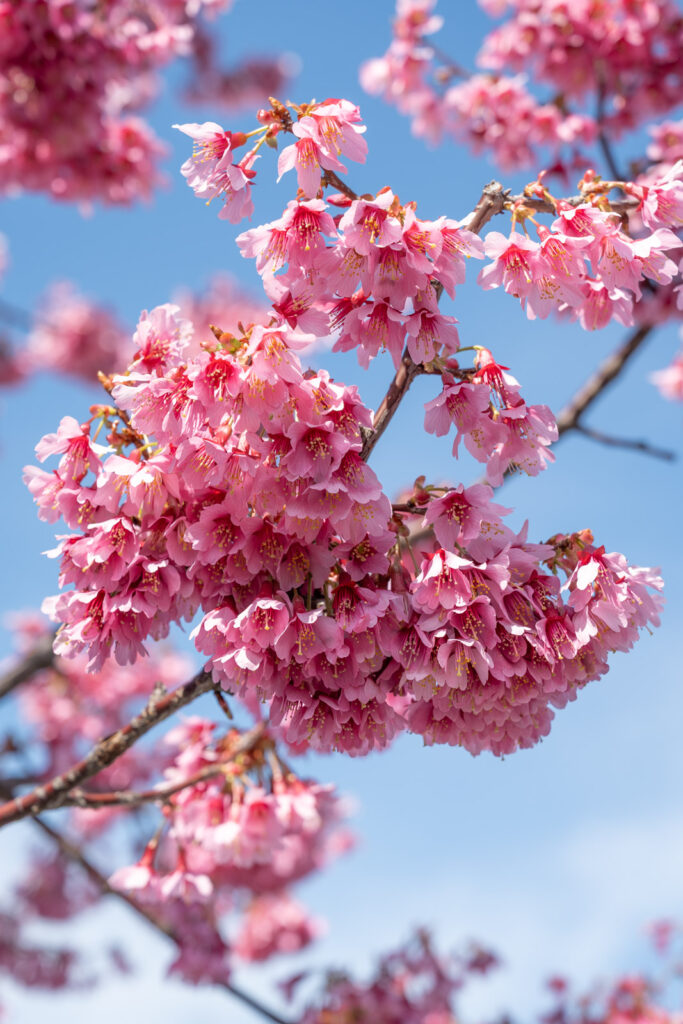 Cherry blossoms 100% open