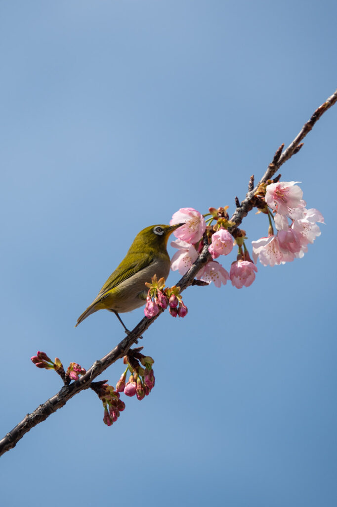 Bird enjoying the Cherry Blossom at Sumida Park