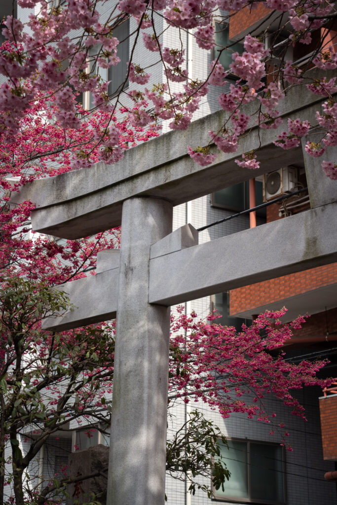 Cherry Blossom at Kuramae Shrine