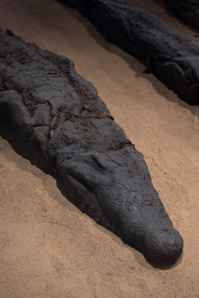 Mummified crocodiles in Kom Ombo Temple