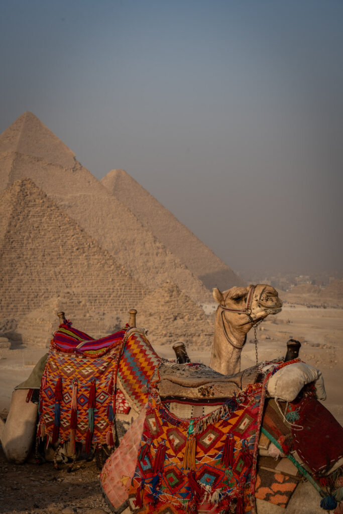Cairo pyramids with camel