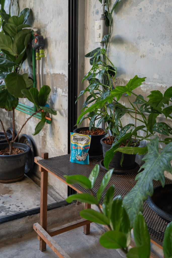 Cat treats at the GalileOasis Boutique Hotel common areas.