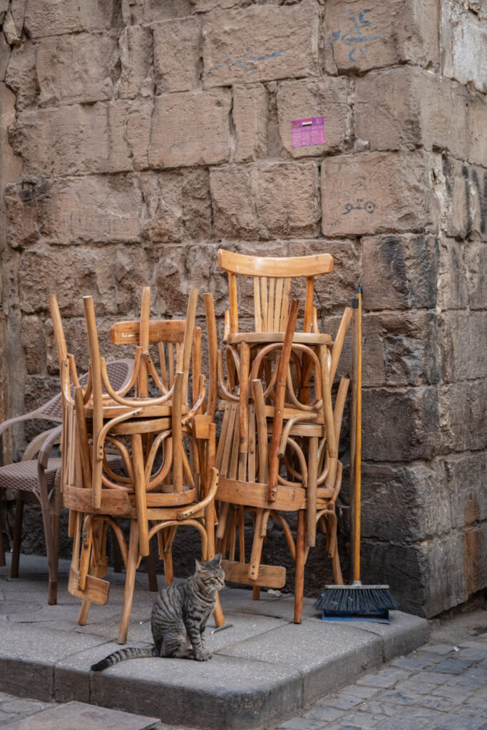 Cat in Al Muizz Street