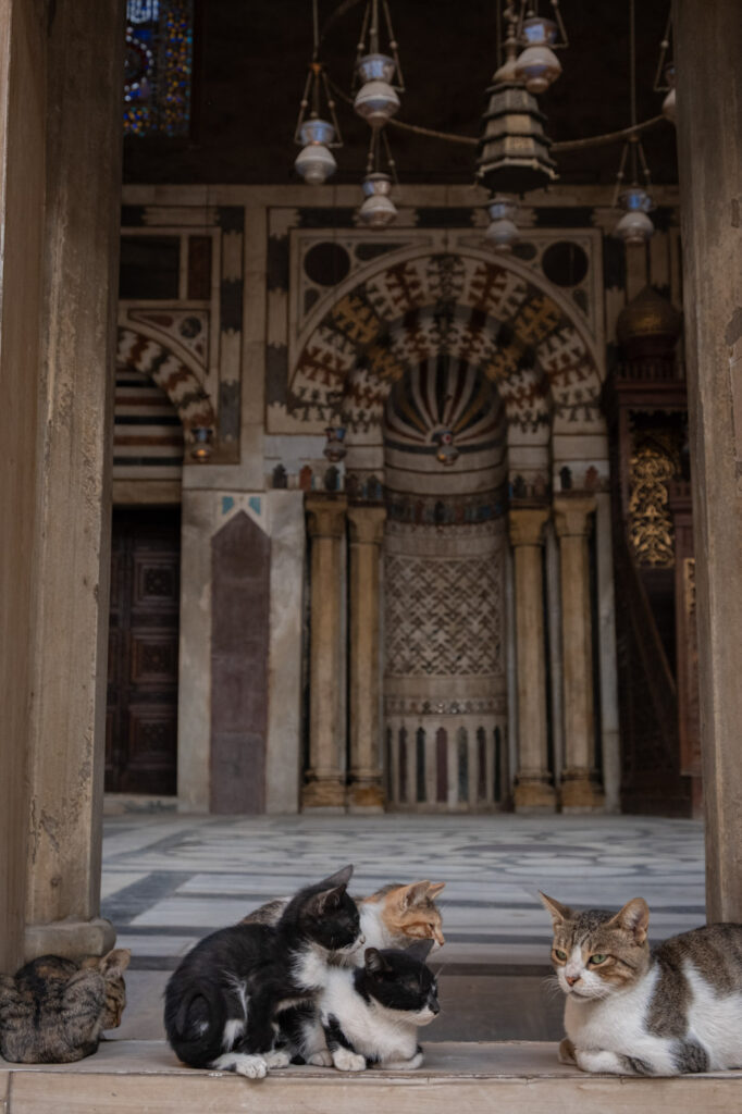 Kittens at the Funerary complex of Sultan Barquq