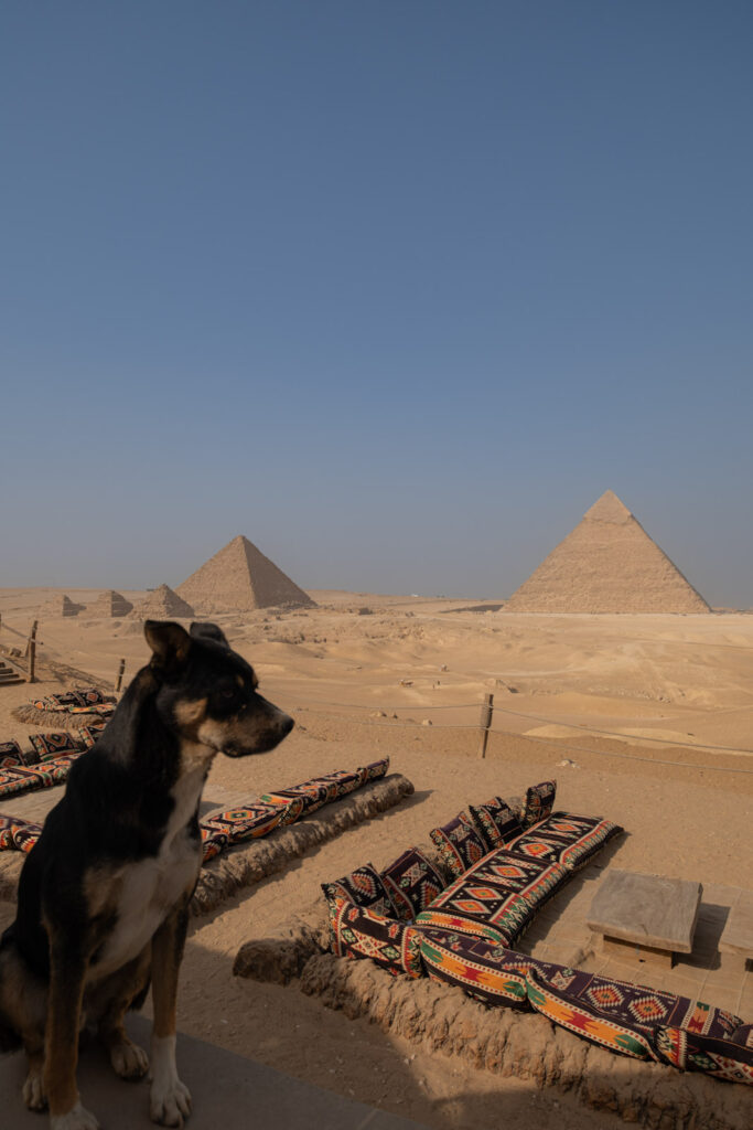 Dog at 9 Pyramids Lounge.