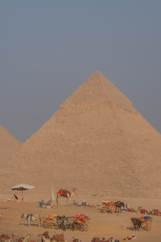 Camels in front of the Pyramids