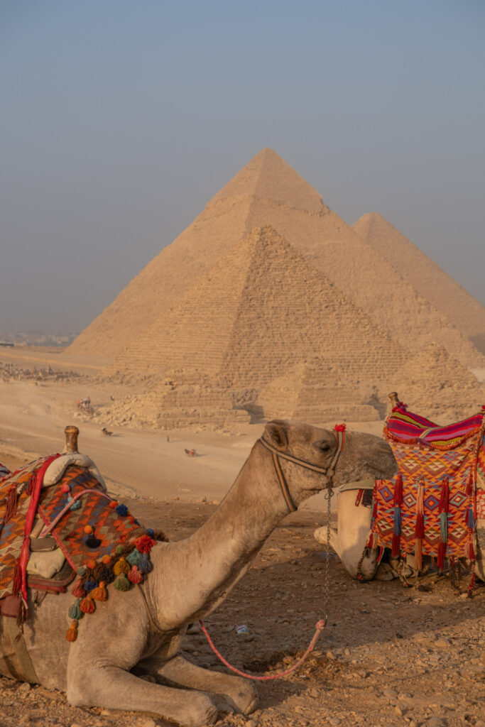 Camels at the Pyramids of Giza