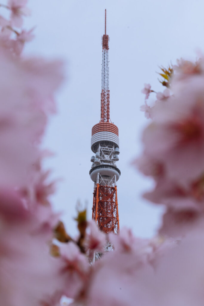 Tokyo Tower sakura framed from Shiba Park