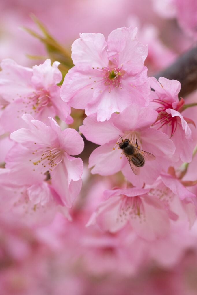 Sakura in Shiba Park