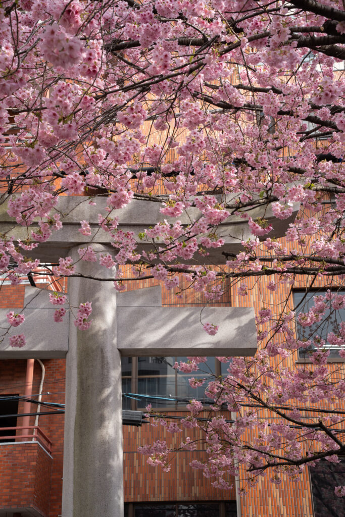 Cherry Blossom at Kuramae Shrine
