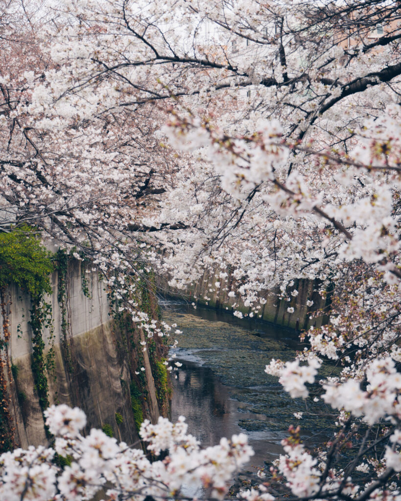 Meguro River Cherry Blossom