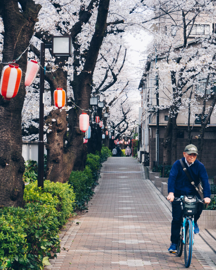 Meguro River Walkway Cherry Blossom