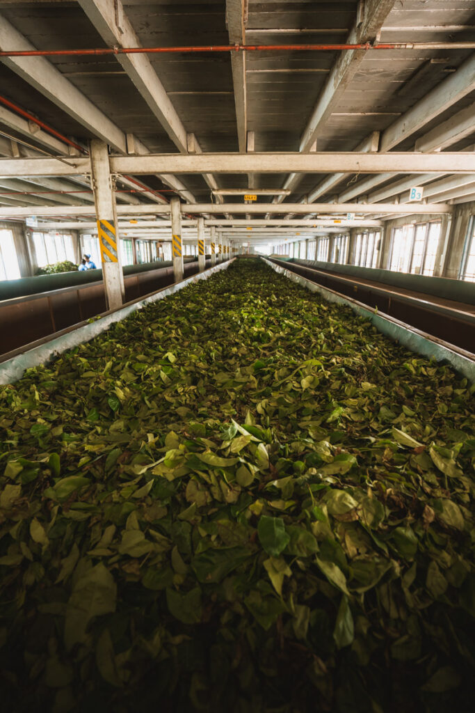 Bluefield tea leaves at Bluefield tea factory