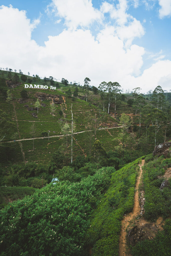 Aerial view of Damro Tea Fields on the way