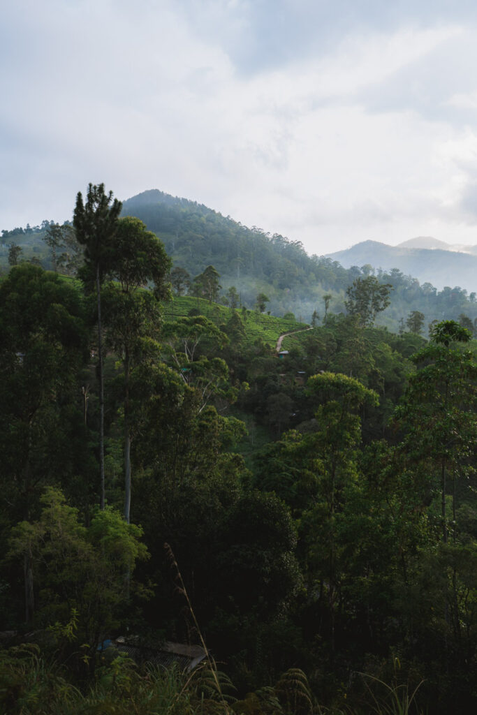 View of the tea fields in Ella
