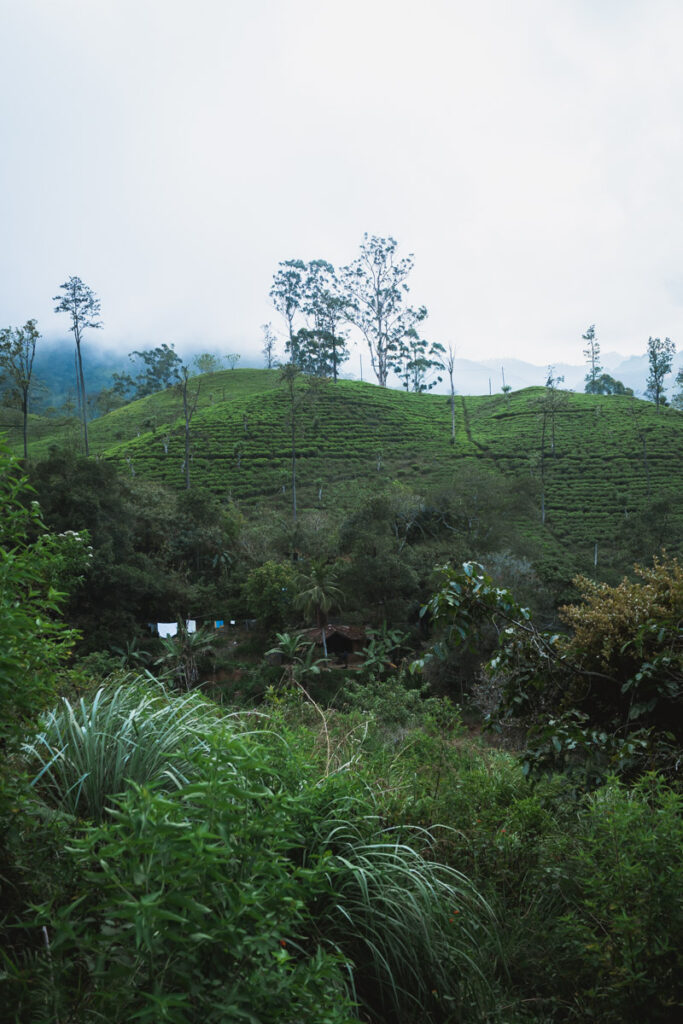 View of the tea fields in Ella