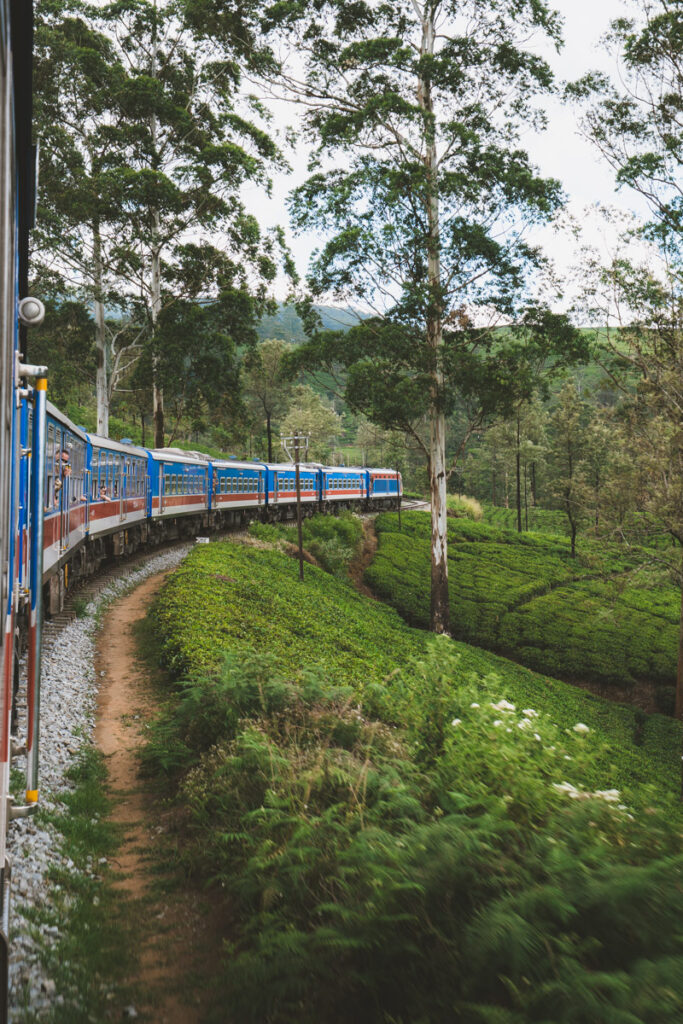 Train from Kandy to Ella passing trough the rice fields